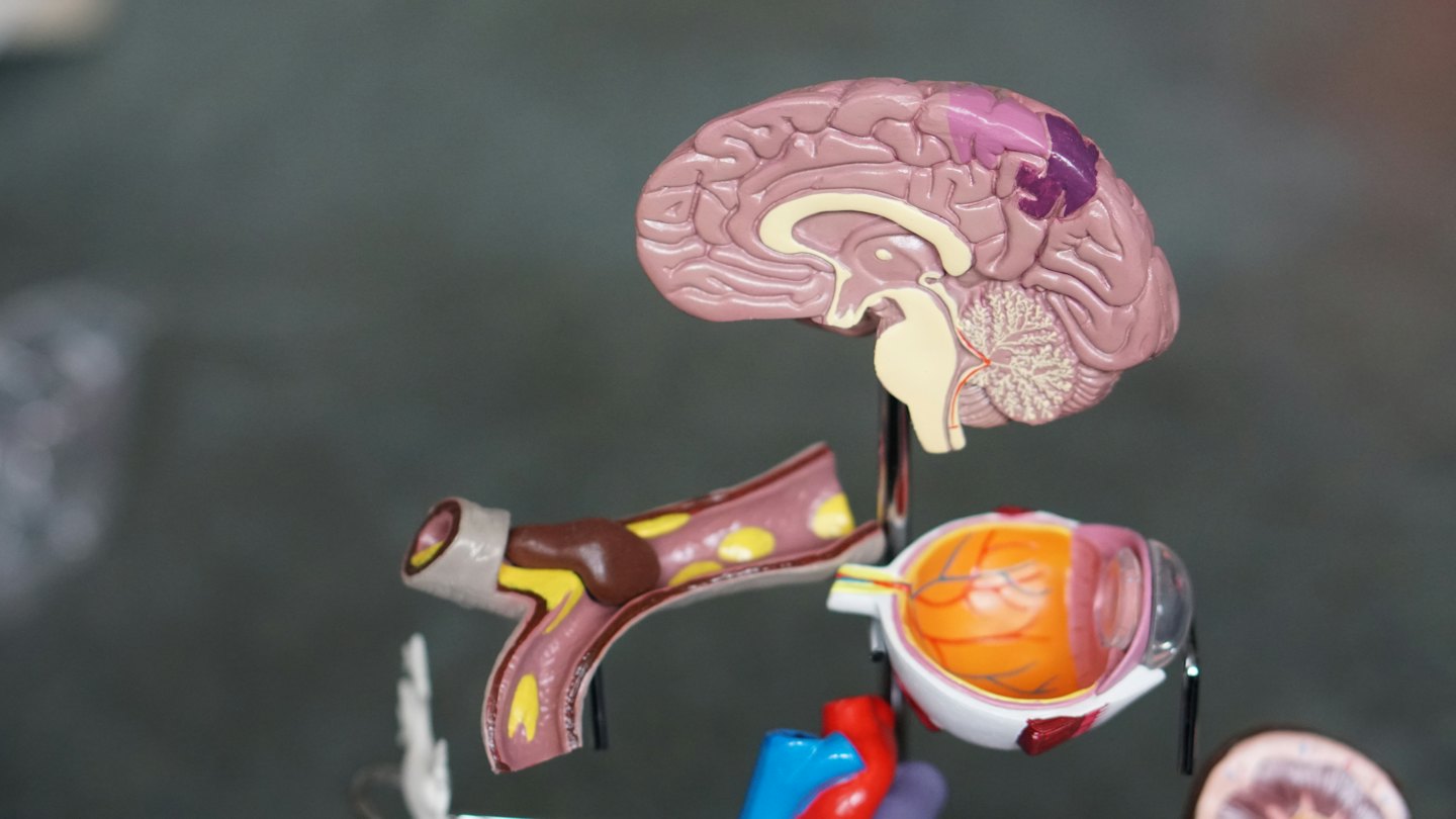 Modelos de cerebro humano, arteria y globo ocular para estudio médico.