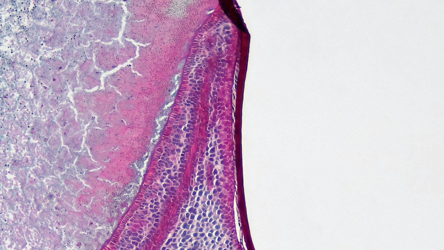 Tejido biológico teñido que muestra intrincados patrones celulares bajo un microscopio.