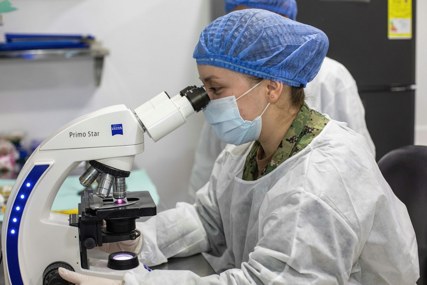 Cómo identificar las capas celulares del cerebro de rata