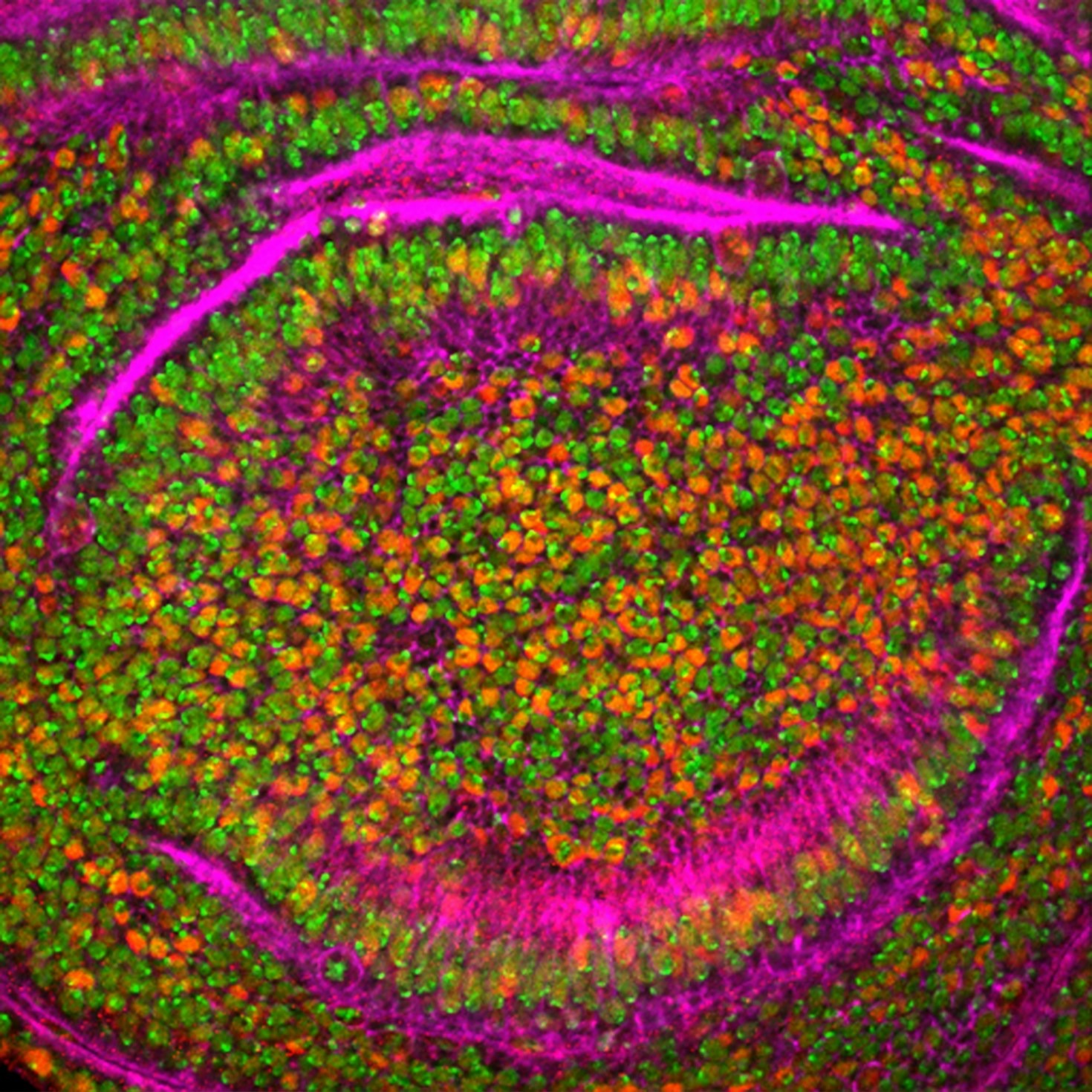 El valor del modelo murino en la investigación biológica